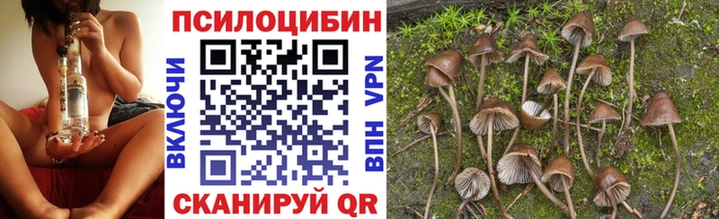 Галлюциногенные грибы Psilocybe  Соль-Илецк 